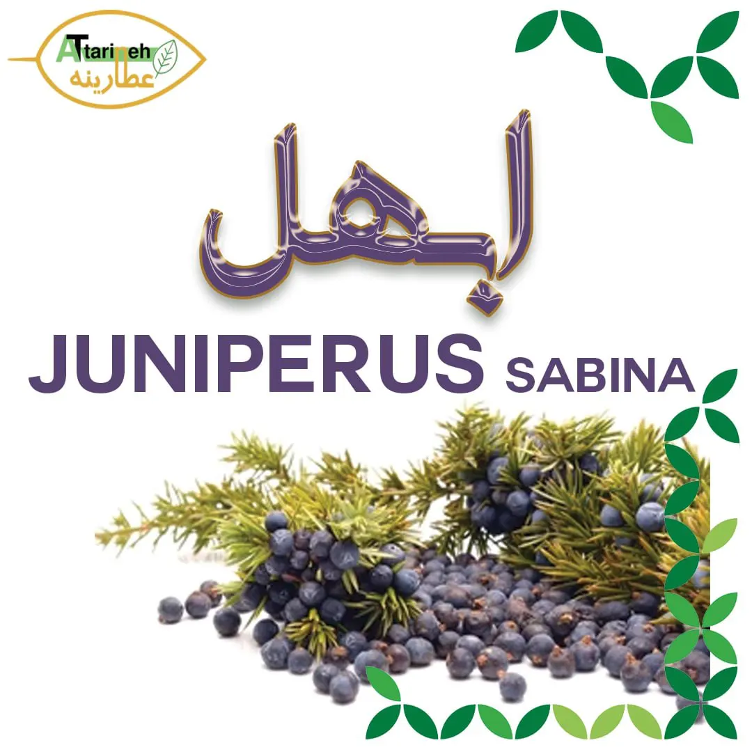 juniperus ابهل گیاهی - تصویر 1